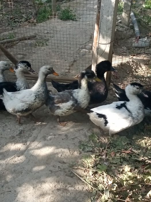 Урдаклар,сотилади