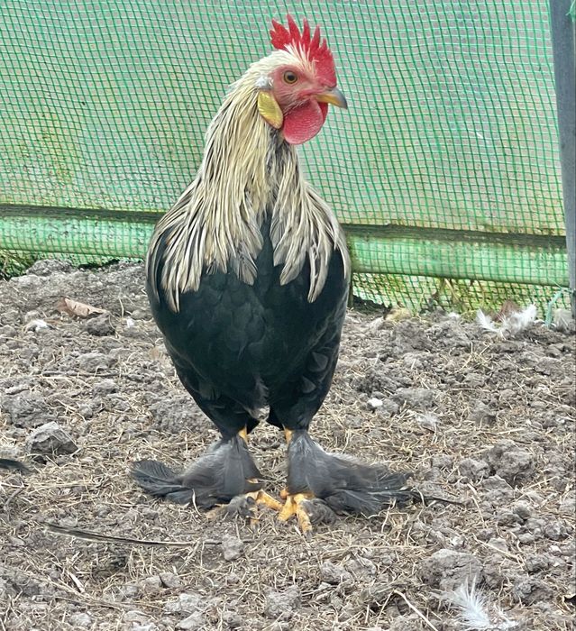 Vand cocos Cochin pitic