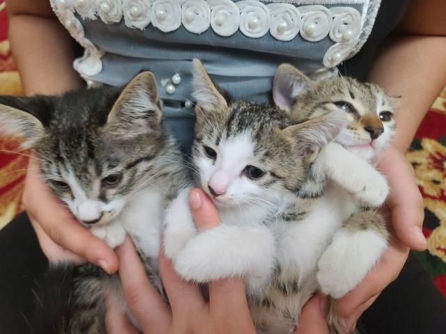 Yoqimtoy mushukchalar