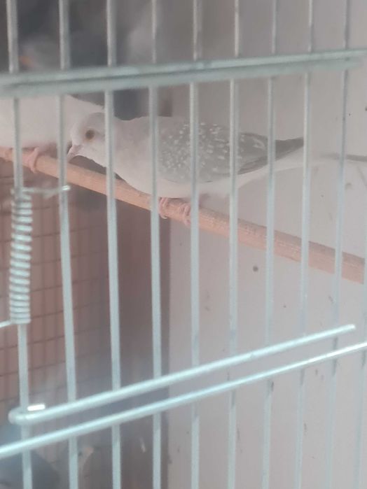 Продавам Диамантени гугутки