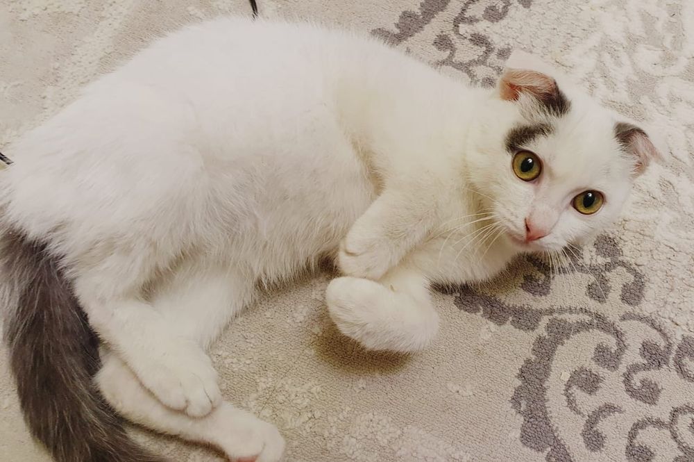 Отдам котёнка вислоушка мальчик