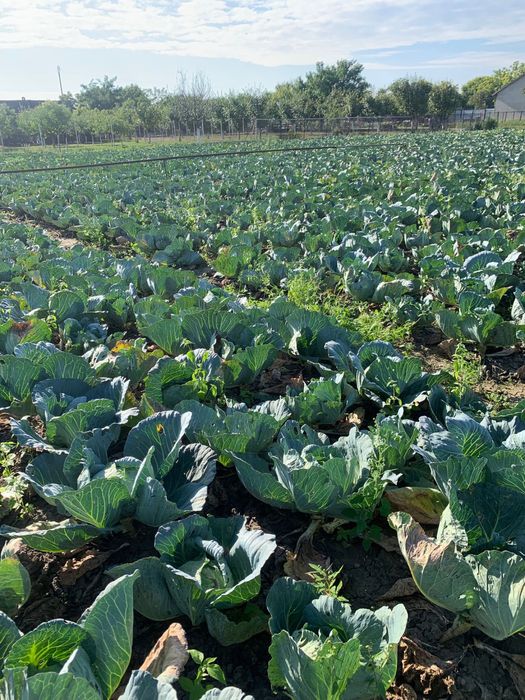 Varza Beverly Socodor