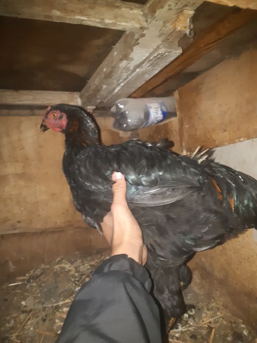 Daken chatish xozor sotiladi