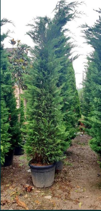 Leylandii Cupressocyparis