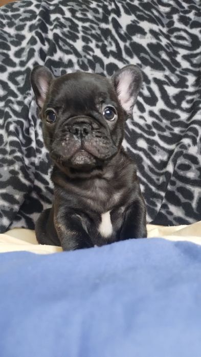 Bulldog francez.