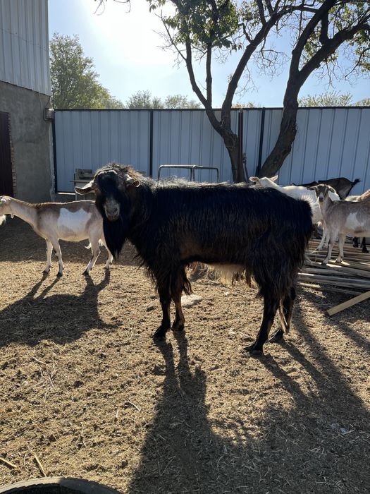 Теке (козел) сатылады