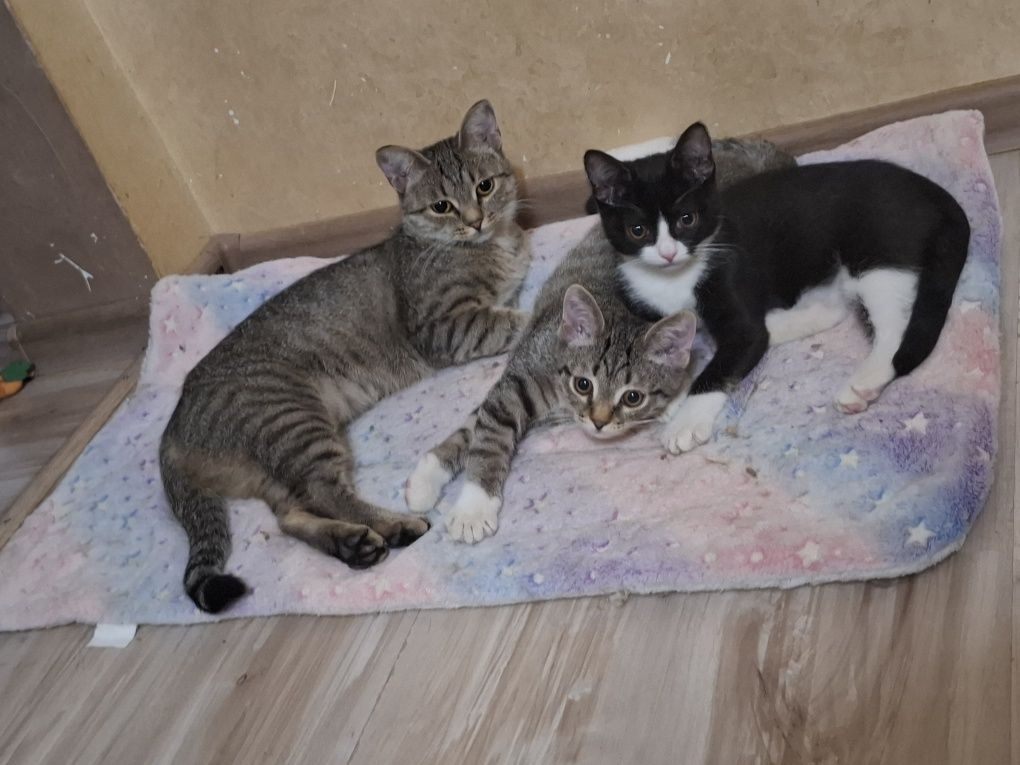 Котята и их мама в поисках любящих семей
