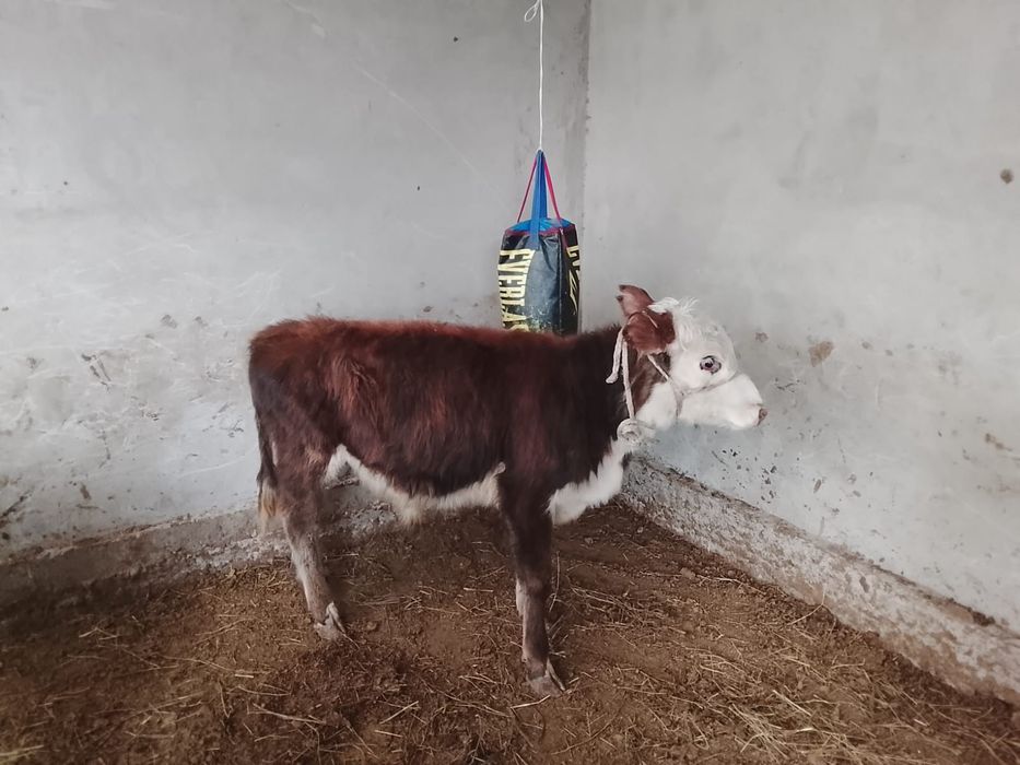 Продается бычки. 8 голов