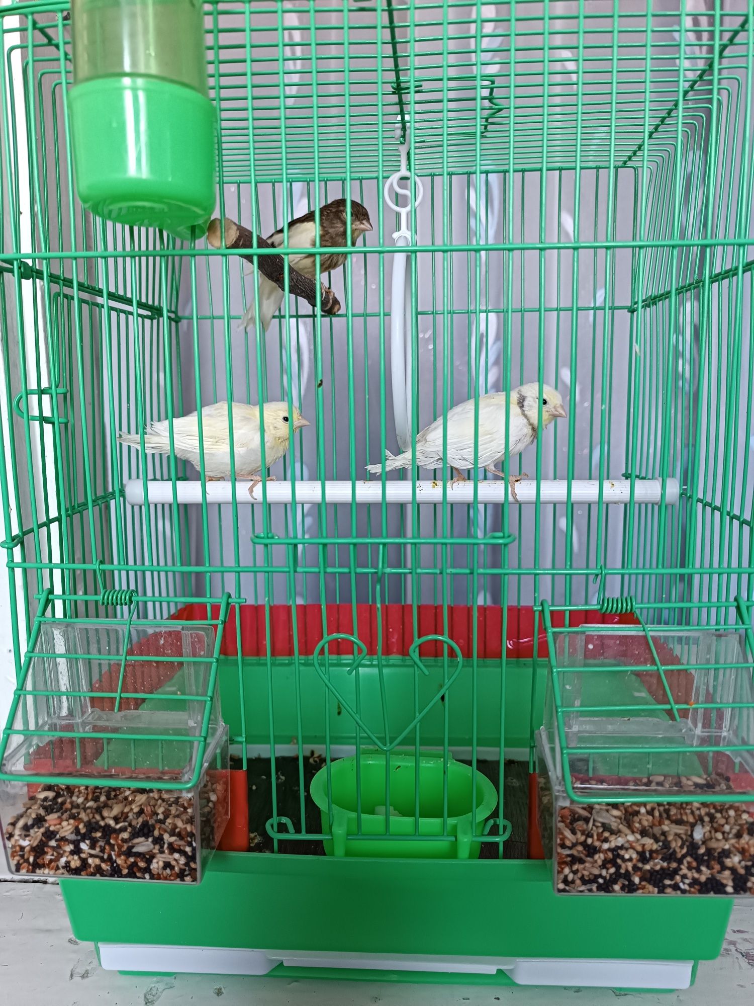 Продам Канареек !!!