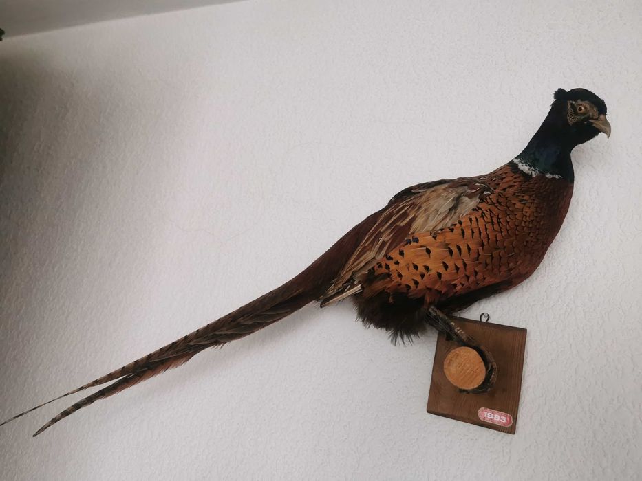 Препариран мъжки фазан.