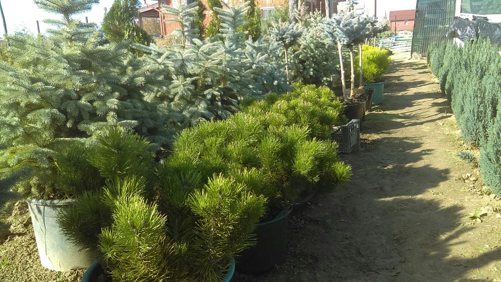 Pinus mugo diferite dimensiuni