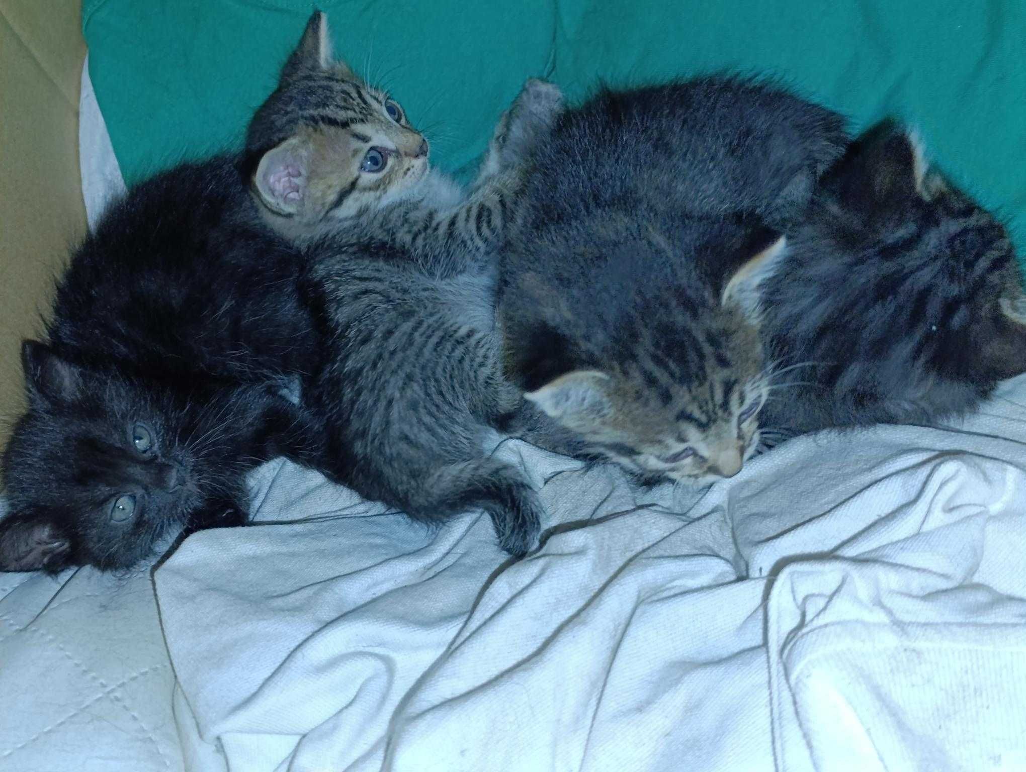 Малки котета с гаранция :)