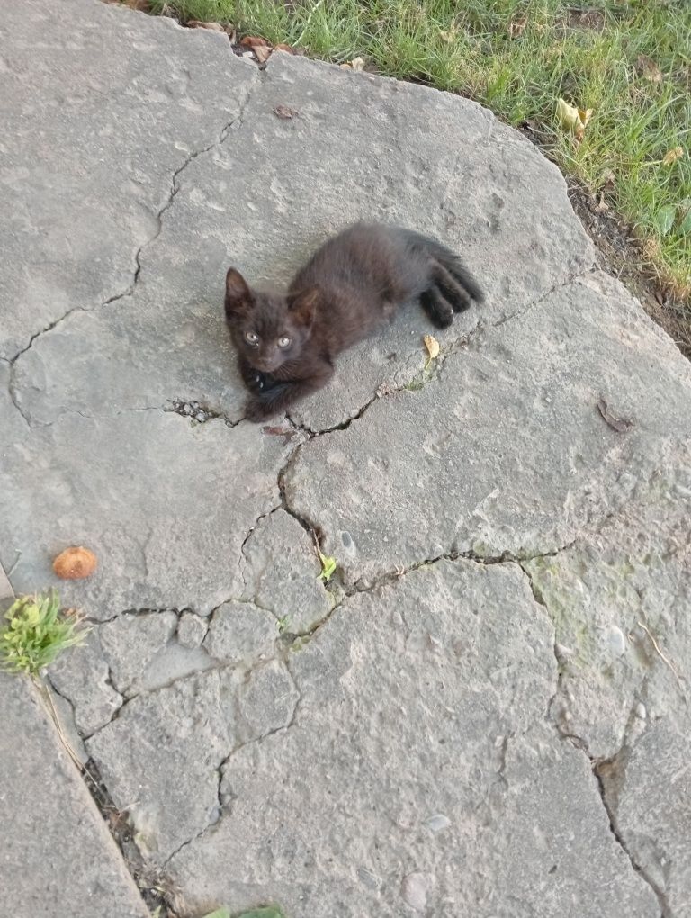 Котята в хорошие руки