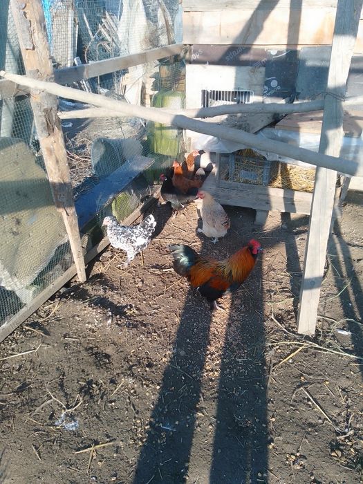 De vânzare găini pitici și rațe românești