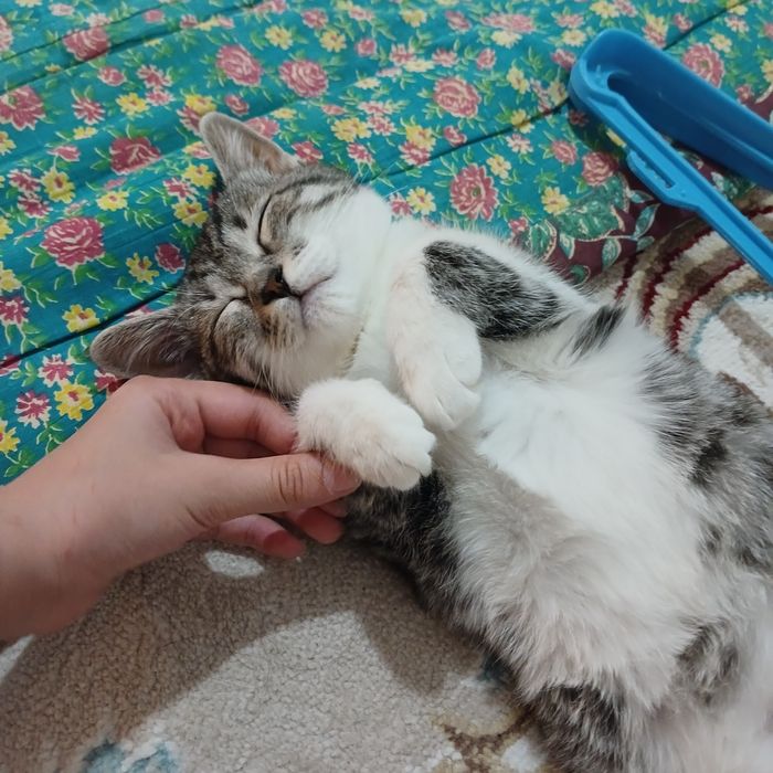 Отдам котёнка в добрые руки