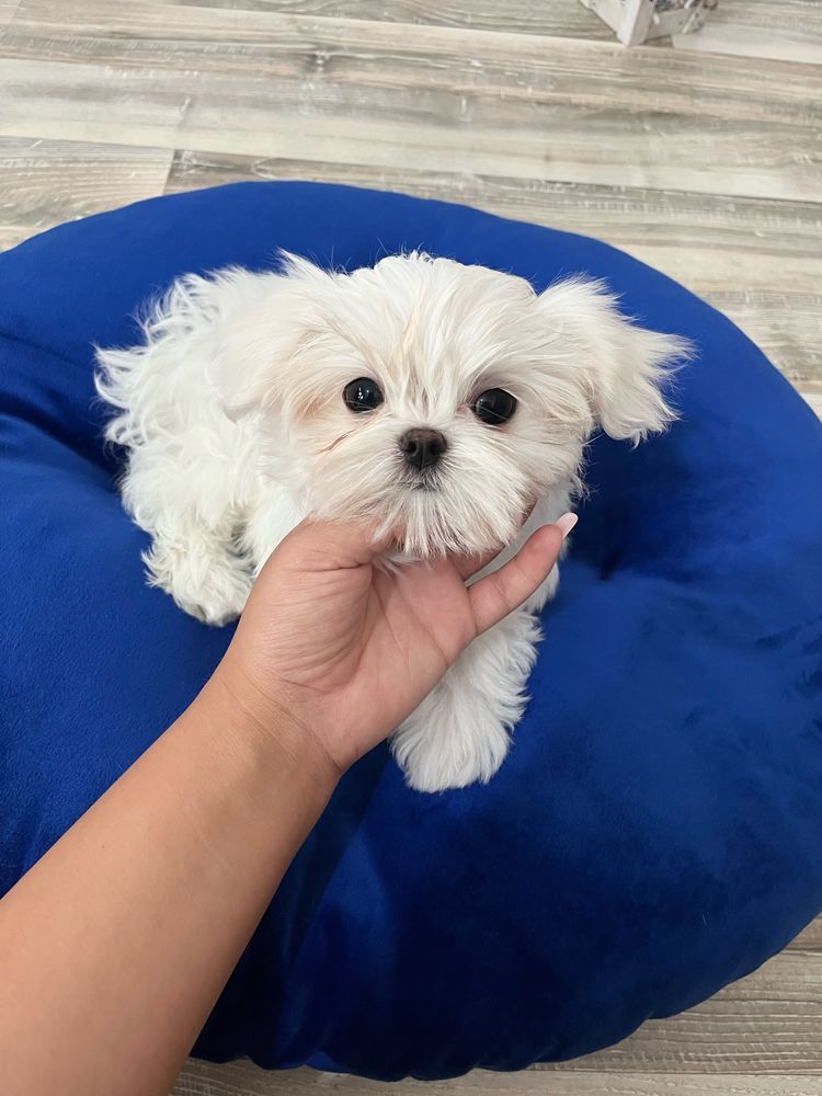 Bichon Maltez Mini Toy cu Pedigree