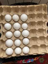Инкубационные яйца Леггорн стандарт