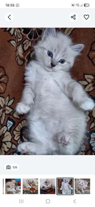 Отдам в добрые руки красивых чистых мышеловок