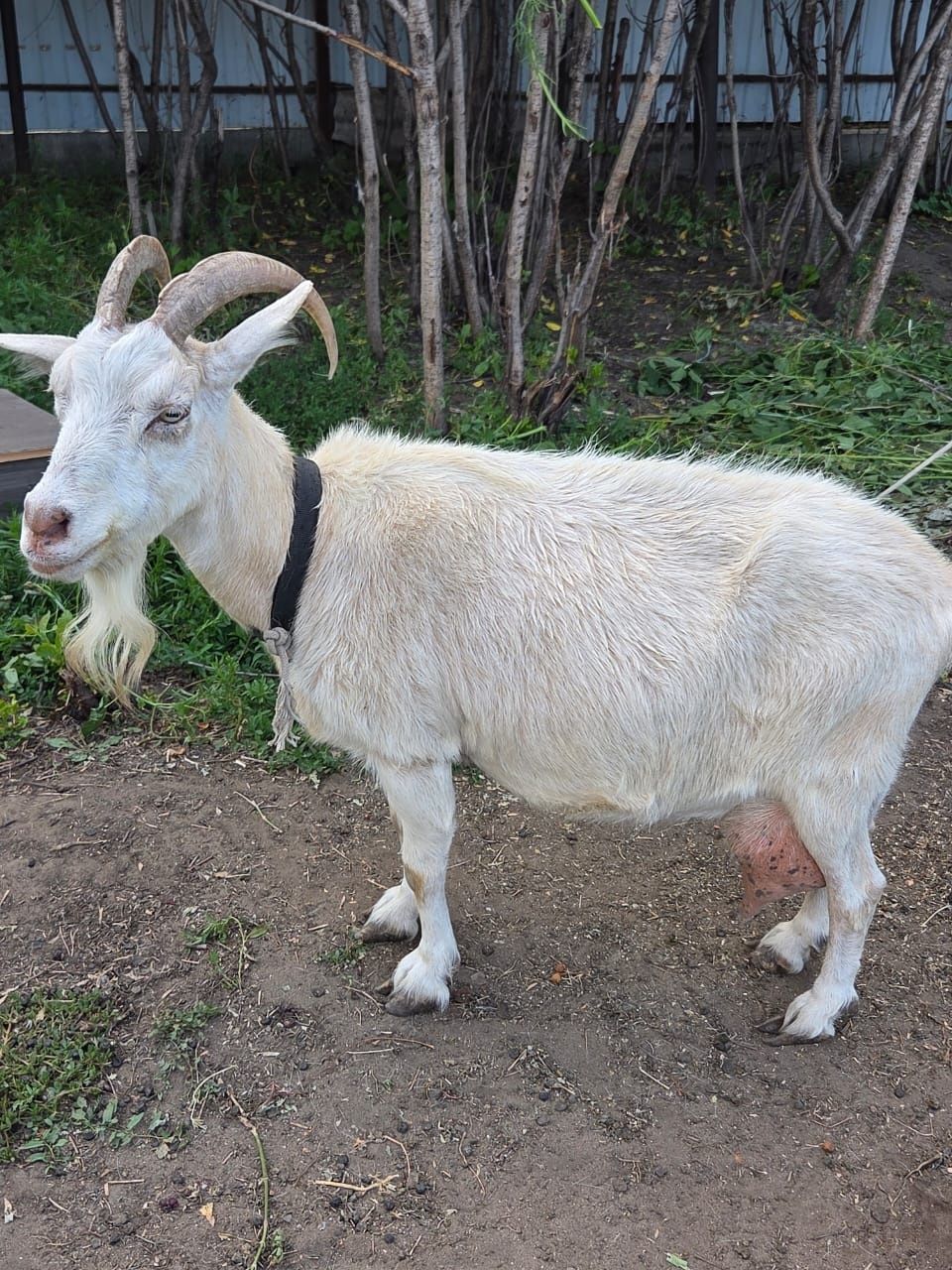 Продам дойную козу