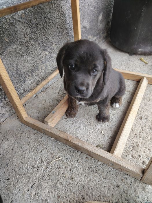 Donez 2 cățelușe de 7 saptamani 
Sunt de talie medie