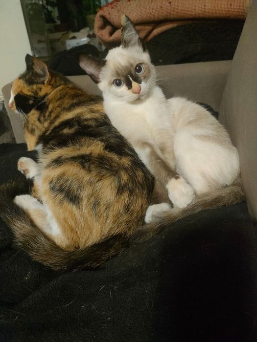 Отдам кошечку 3 месяца