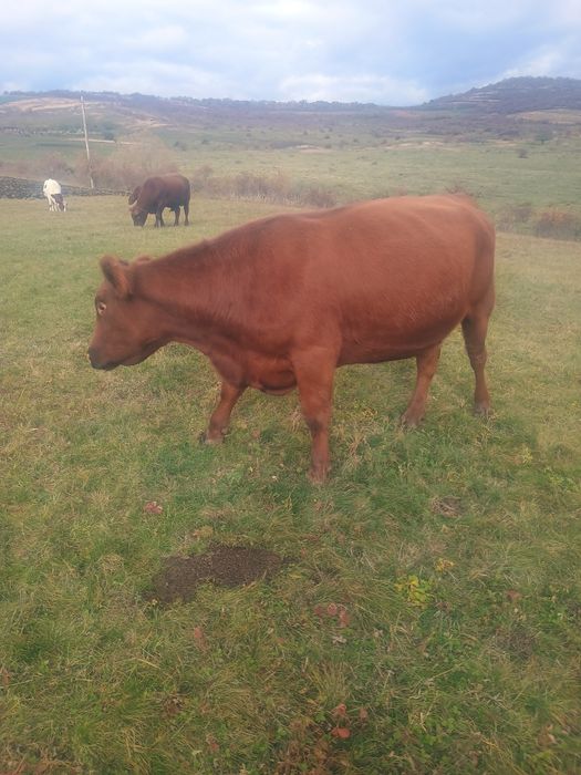 Vacă angus de abator