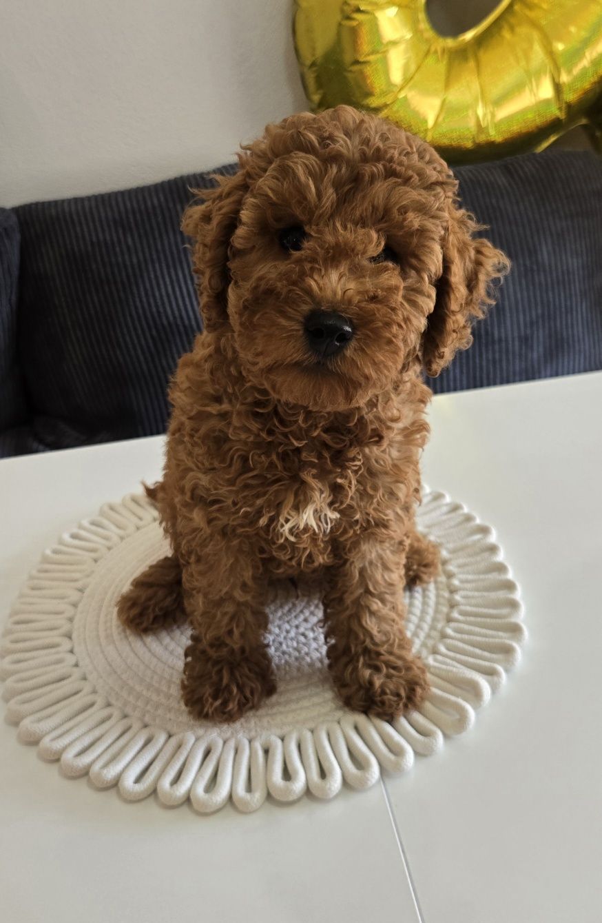 Пудел той Poodle toy с родословие мини момче