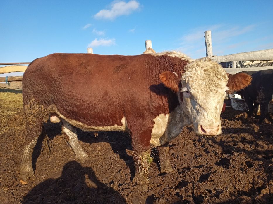 Продам быков 40 голов