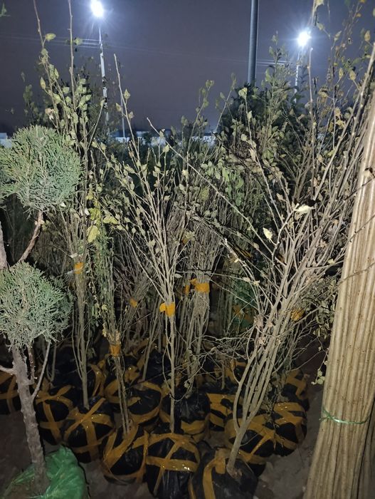 Арча ,мевали ва манзарали кучатлар.саженци ёлки и фруктовые