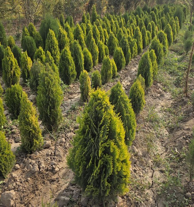 Туя голд смарагд дастафка бор