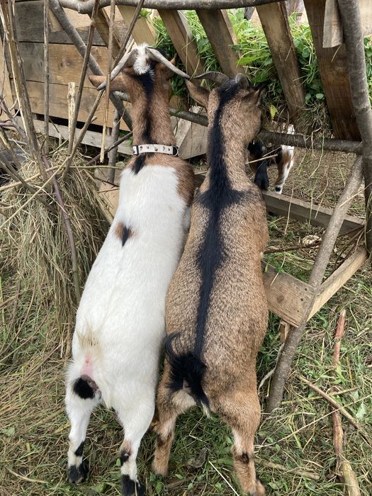 Caprita  pitica de companie