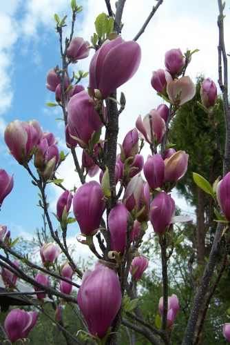 Magnolia Soulangena, Genie, Grandiflora (roz, alba, mov, galbena) vand