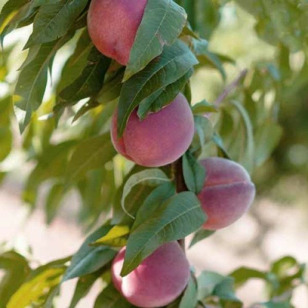 Pomi Fructiferi Columnari  soiuri de piersic