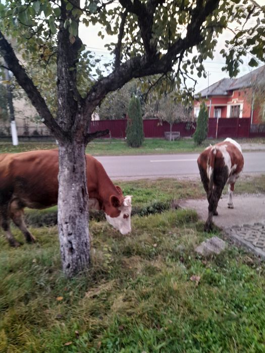 Vând vaca și juninca