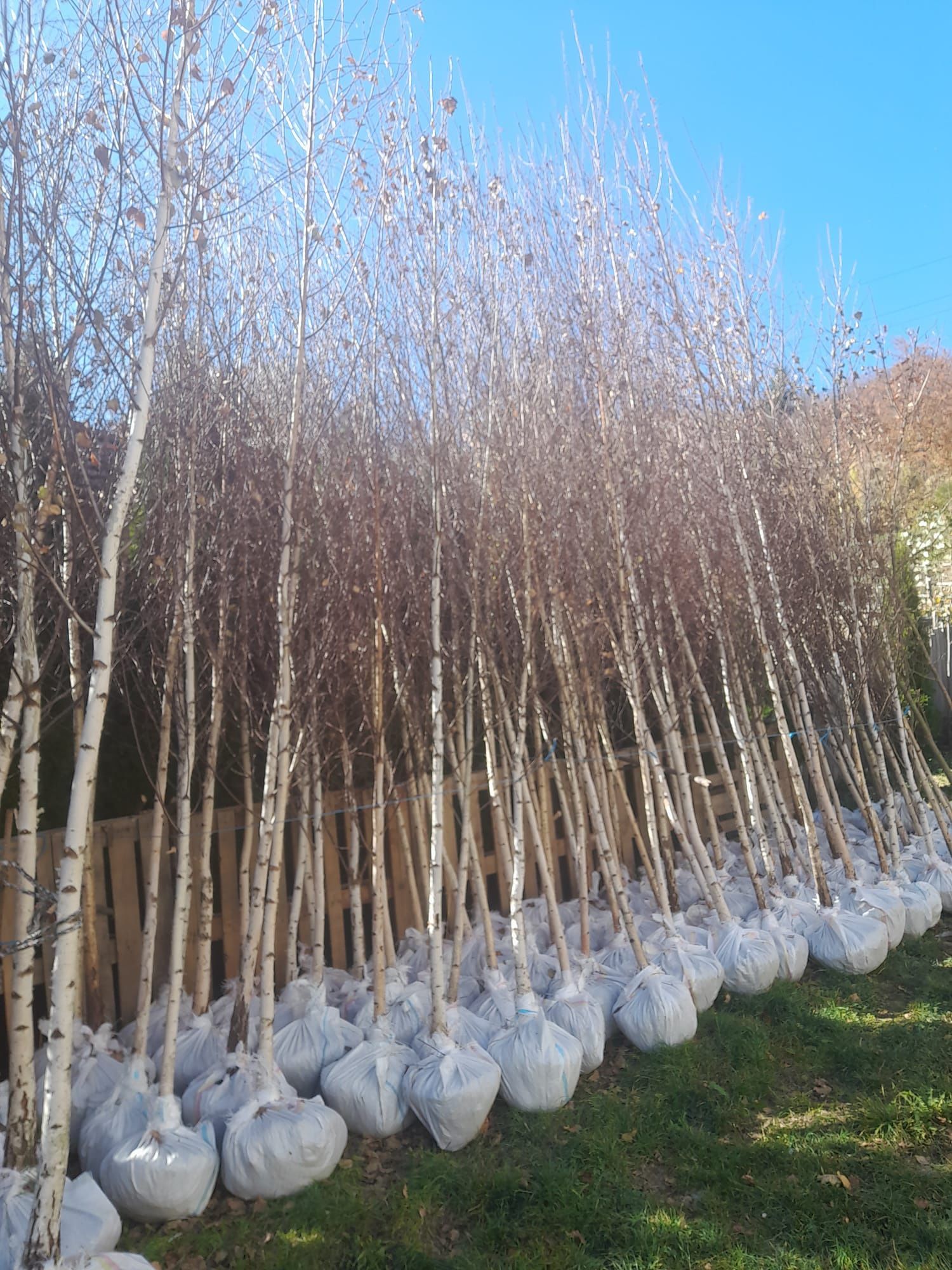 Mesteacăn tei platani leylandy buxus palmieri Spirale etc.