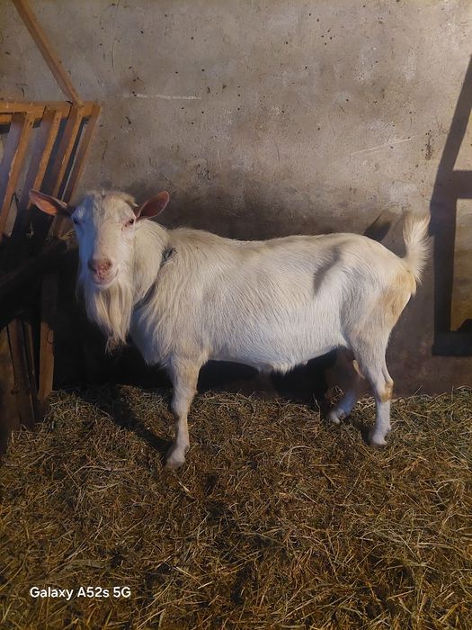 Capre saanen de vanzare și iedita..