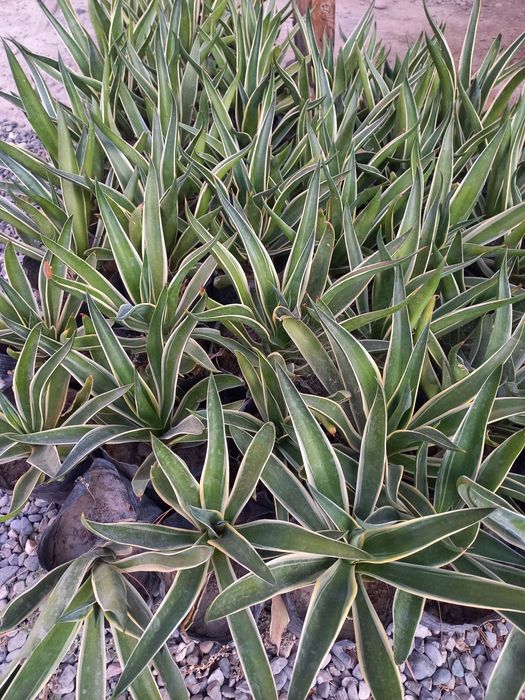 Agava guli narhi 30 000som gul sifati alo darajada