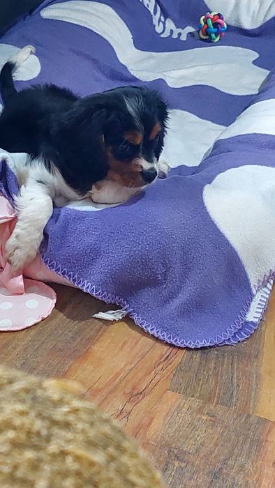 Продавам кавалер кинг чарлз шпаньол