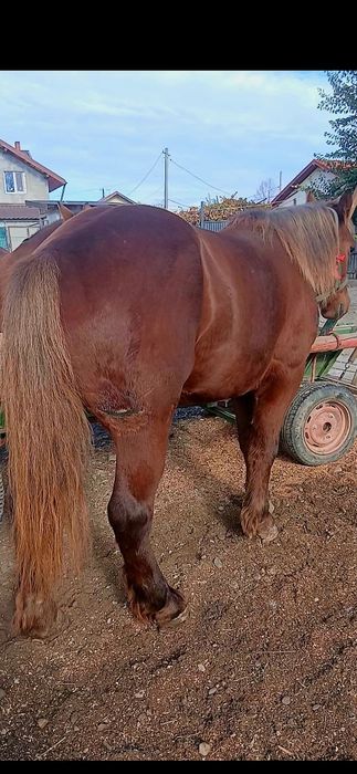 Cal castrat de 4 ani