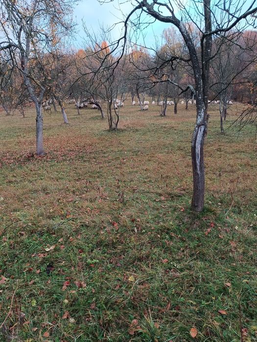 Vând oi rasa țurcană