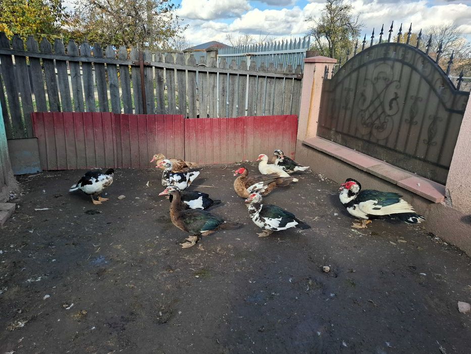 Vând rațe mute ciocolatii