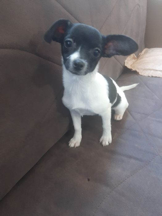 Чихуахуа момиченце