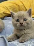 Чистокровные котики Скоттиш Фолд и Скоттиш Страйт