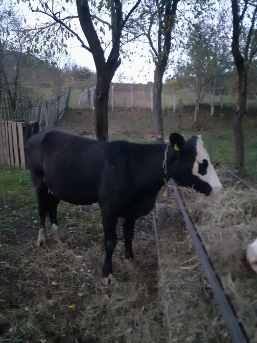 Vând vacă fătată