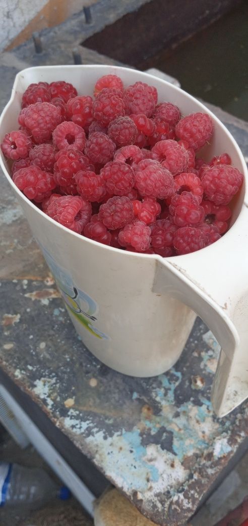 Продам малину и вишню