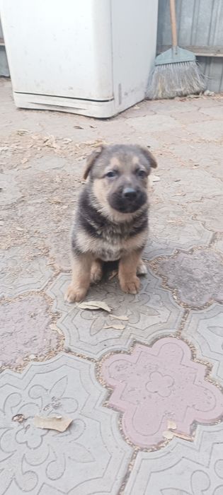 Продам щенков немецкой овчарки