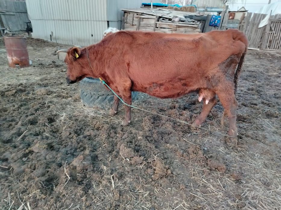 Продам корову...
