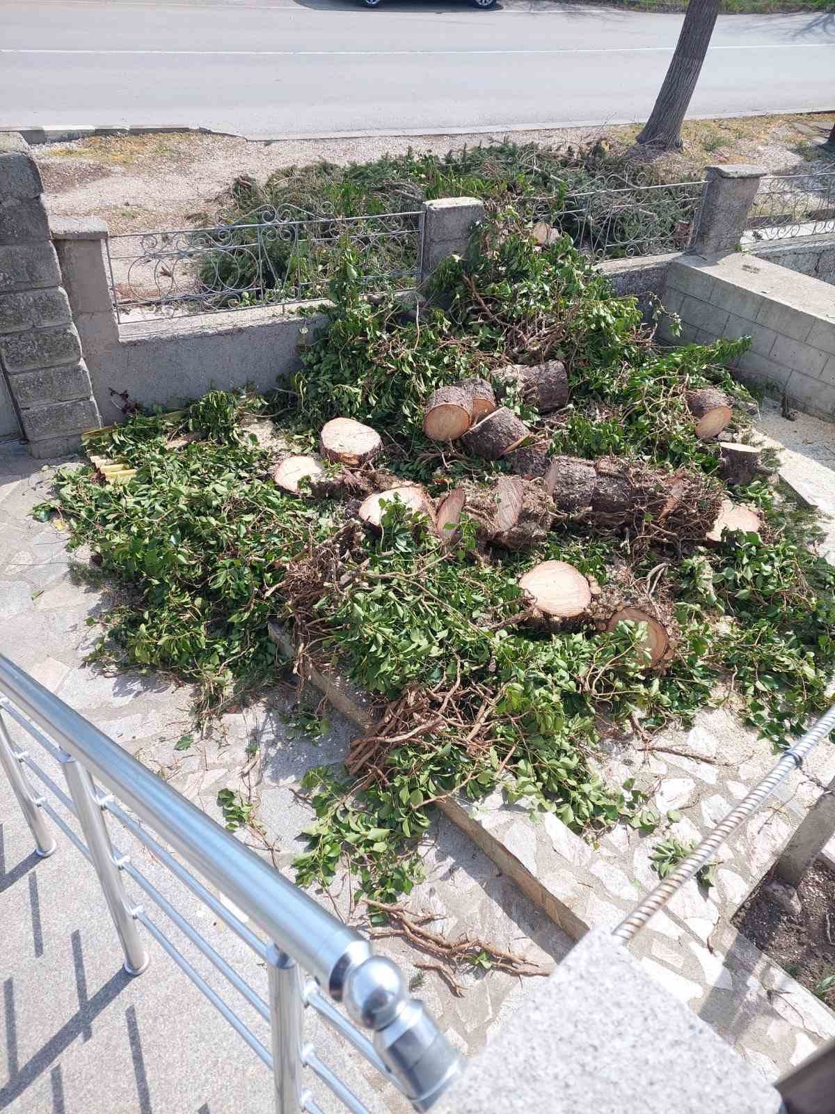 Рязане на опасни дървета и клони. Услуги със самосвал и дробилка .