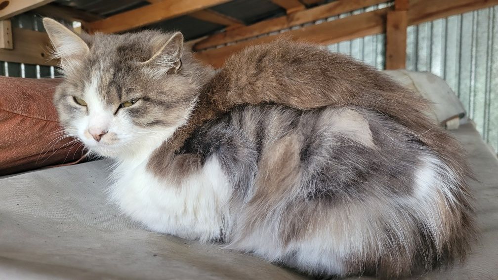 Ищу новых хозяев коту