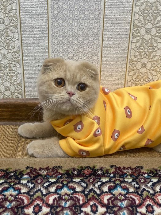 кошка скотиш фолд